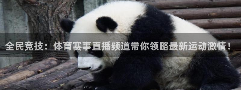 全民竞技：体育赛事直播频道带你领略最新运动激情！